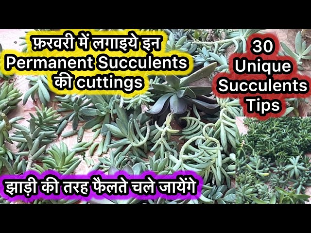 फ़रवरी में इन Permanent Succulents की कटिंग्स लगायें|झाड़ीकी तरह फैलेंगे|30 Unique succulents Tips |