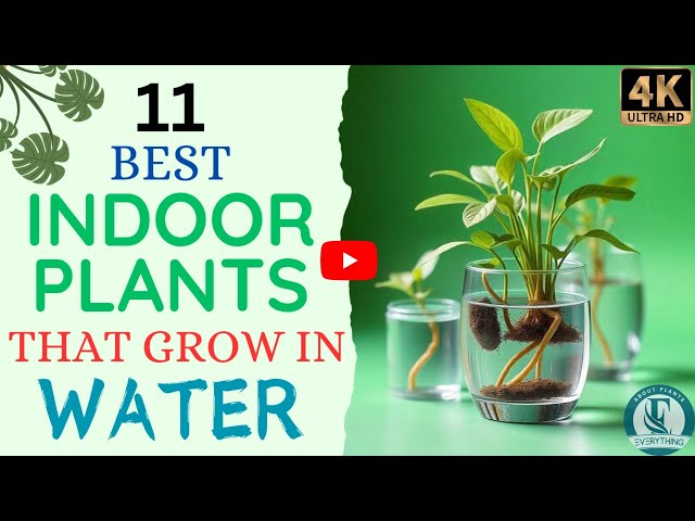 How to Grow Indoor Plants in Water | 11 Best Indoor Plants That Grow in Water! 🌿💧