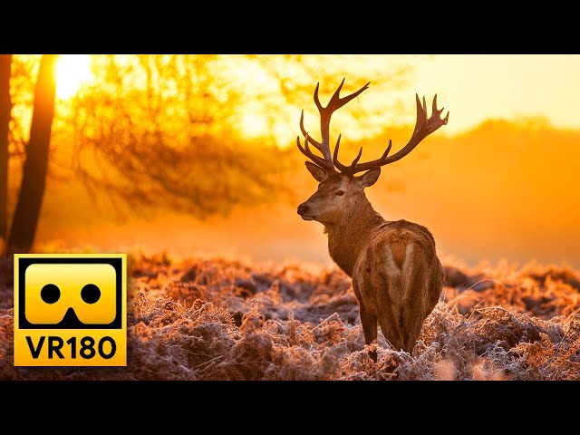 Beautiful Forest Wildlife in VR180 🦌 Deer & Elk - Relaxing VR Experience, Oculus , Apple Vision Pro