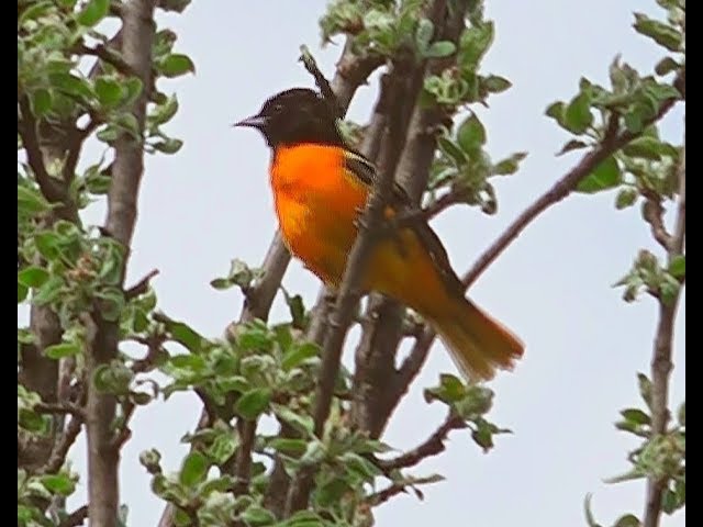 Oriole De Baltimore / Baltimore Oriole/ Aventure Nature/ Serge Tonietto-Giguère