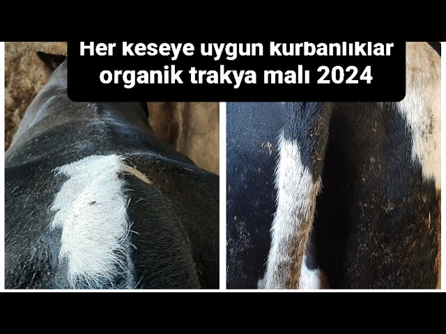 İSTANBUL KURBANLIK FİYATLARI 2024 HER KESEYE UYGUN KURBANLIKLAR