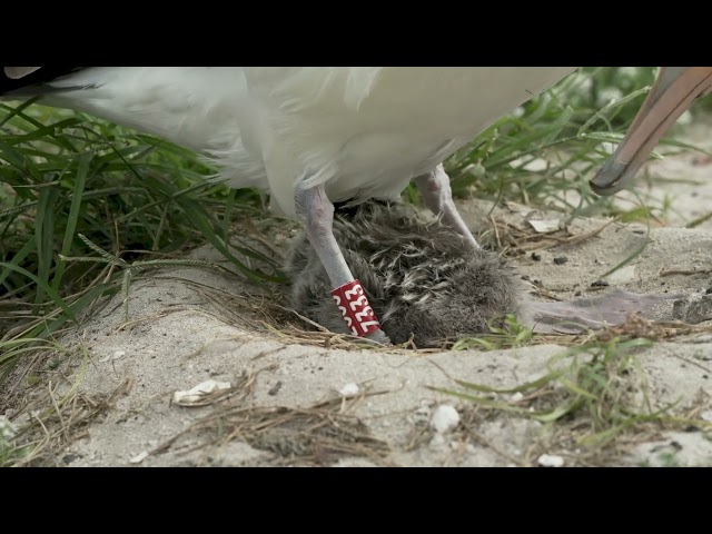 Wisdom and her chick on Midway Atoll Refuge 02_06_2025. Video by Dan Rapp