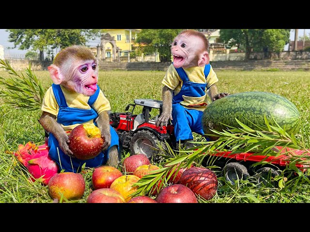 BonBon Monkey Drive Tractor to harvest Colorful Watermelon in garden with Ducklings | BOSS ANIMAL HT