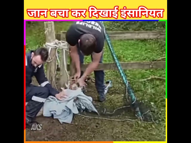 हिरण की जान बचाने  के लिए लिया एक कपड़े का सहारा😭 #shorts #ytshorts  #amazingfacts #humanity