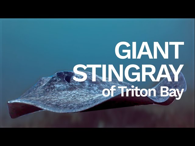 Giant Marbled Stingrays of Triton Bay | Indonesia | 4K HDR | 2024