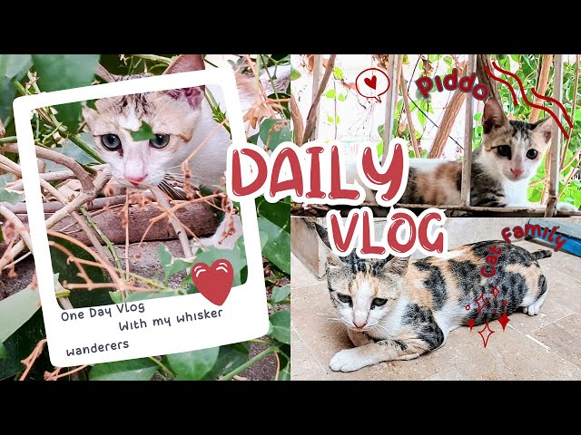 Piddo’s Clever Escape: Whisker Wanderers’ Playful Cat Adventures | Cute Cat Vlog | Whisker Wanderers