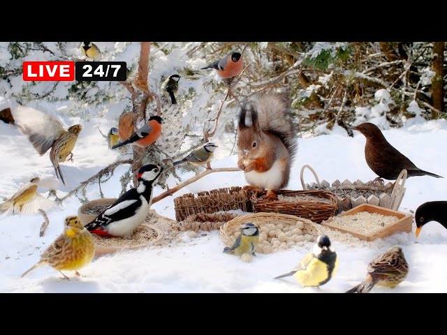 🔴24/7 CAT TV  NO ADS😺 Cheerful Birds and Cute Squirrels on a Sunny Winter Day (4K)