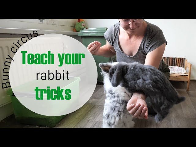 Teach your bunny TRICKS: jumping over your arm tutorial