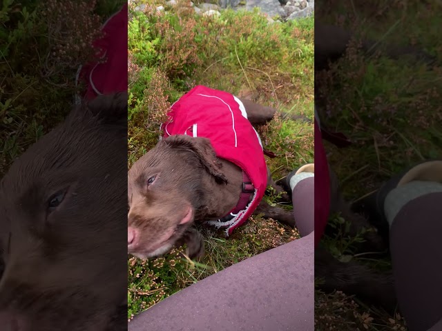 DOG hiking up a 2400ft MOUNTAIN with me | Pap of Glencoe | Scotland | Roz