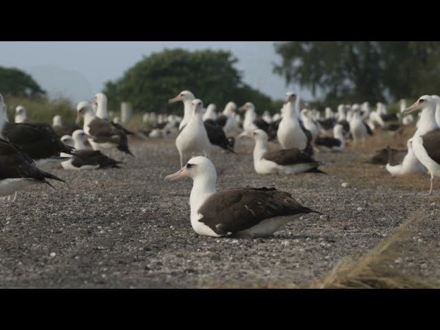 Welcome Back, Laysan Albatross!