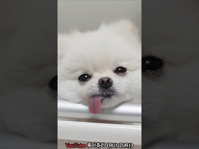 쥬리가 쓰러졌어요..  #강아지 #pomeranian #반려견