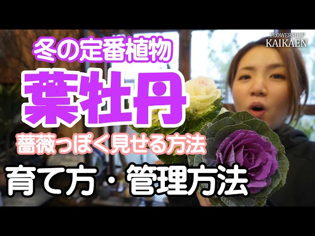 葉牡丹　冬の　定番植物　育て方･管理方法  強い植物　オススメ　薔薇っぽく見せる方法【おうちでガーデニング】開花園チャンネル