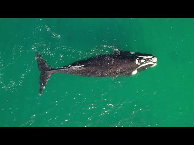 Southern Right Whale from a drones pov. South Africa