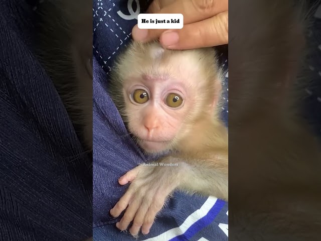 He is just a kid #babymonkey #monkey #pets #rescue #rescueanimals #animals #shortvideo #shorts