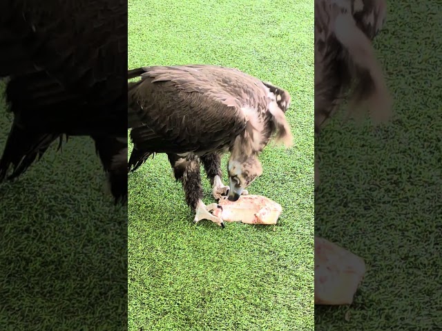 Vulture Eating Fresh Meat At Bird Paradise Mandai Wildlife Reserve Park Singapore