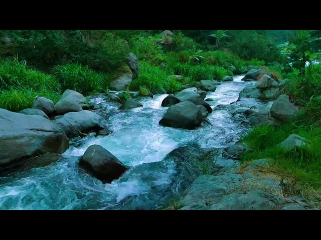 Song of Wild Birds, Dreamy Stone Stream, Charming Green Forest, Nature Sounds to Relieve Stress