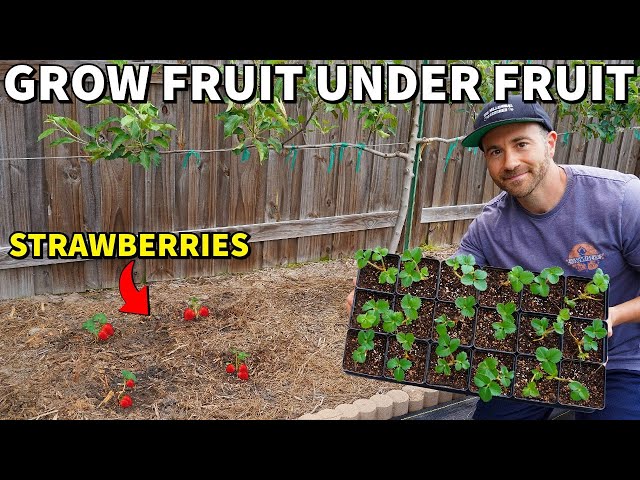 This REVOLUTIONARY Way Of Growing STRAWBERRIES Will Change Your Life!