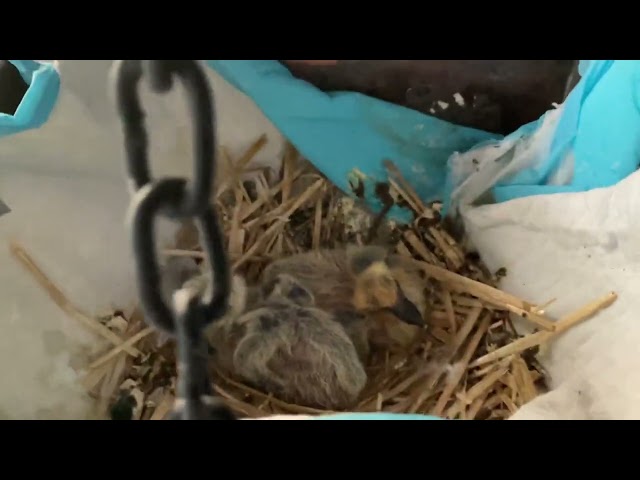 Roger and lemons chicks (lemon is sitting on them, Roger is eating.）