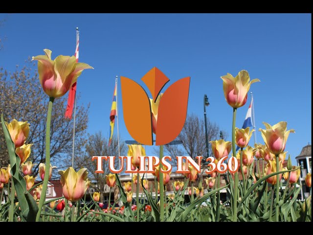 TulipTracker WP Red Orange