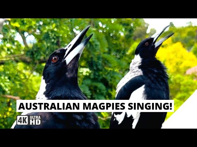 Australian Magpies Singing the National Anthem! Iconic Aussie SOUND!! #magpie