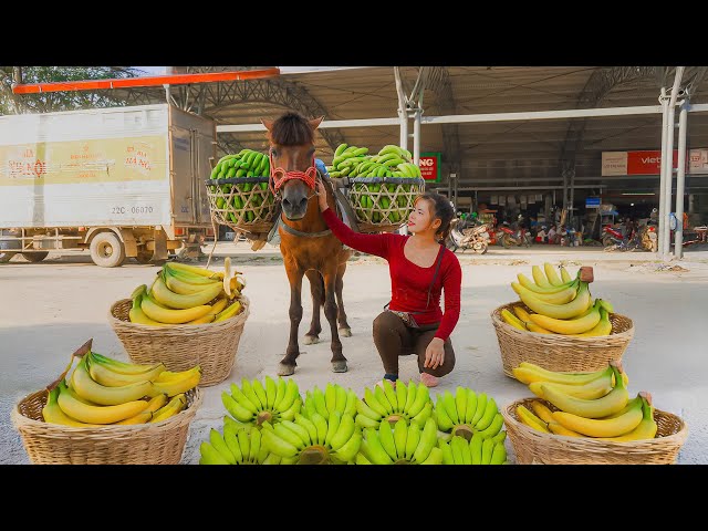 Strong Horse Carries the Largest Banana Load Ever - Living with Nature - Farm Life