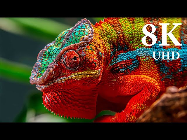 Costa Rica - A Breathtaking Journey in 4K HD | Explore the Riches of Paradise