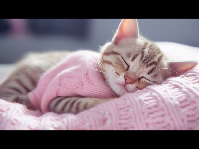 Relaxing Cat Music 🐈 Anxiety relief music for cats, Soothe your cat with our relaxation music no