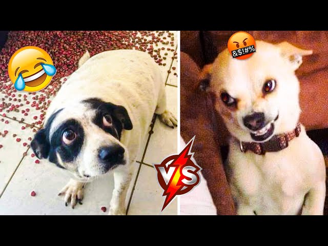 Funny Dogs Videos That Make You Laugh 🤣 - Cute And Funny Puppies 🥰