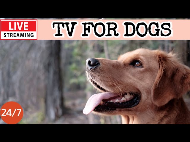 🔴Dog Music TV🎵24/7 Dog Calming Music🐶💖Separation Anxiety Relief💖🦮Relaxing Sleep Music for Dogs🔴7