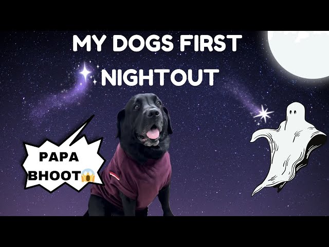 My Dogs First Night Out | No Sleep Challenge With My Dog