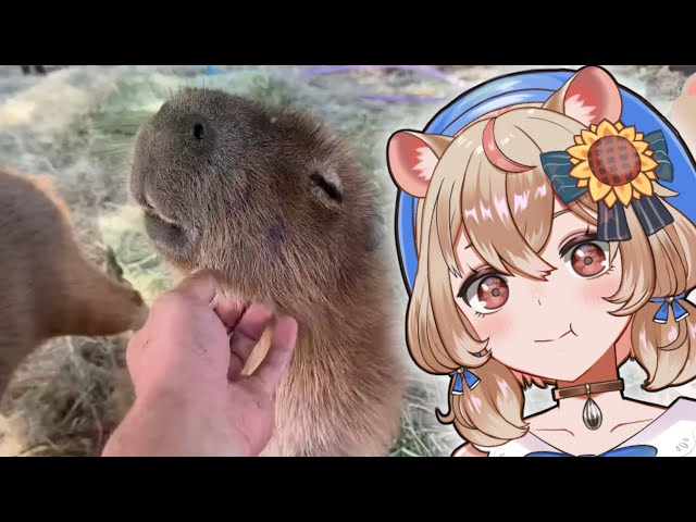 Hamster Girl Reacts To A Blissed Out Capybara At The Urban Rescue Ranch