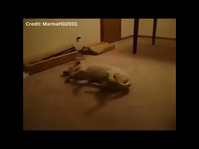 Funniest Dog Videos  -  Sleep-Walking