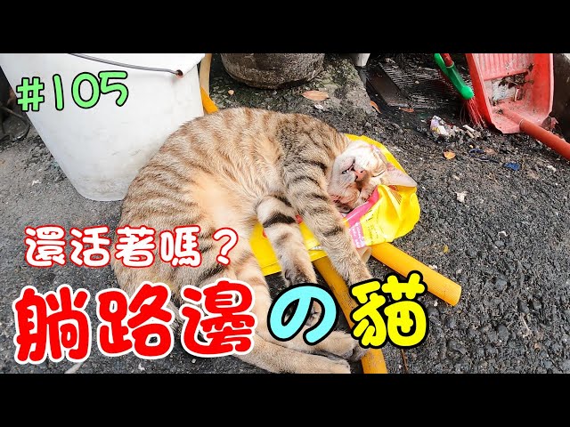 『躺路邊的貓』還活著嗎？去看一下吧 Cat Story #105