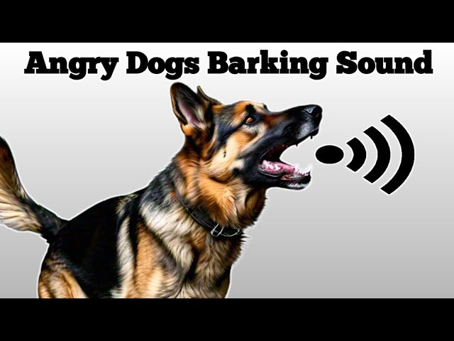 Dog Sound | Dog Barking | Dog Voice | Kutte Ki Bhaunkne Ki Awaaz