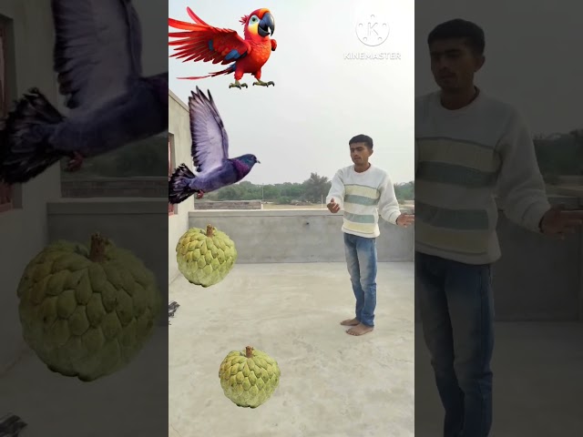 Rounding custard apple  to Duck, Peacock, Pigeon & Parrot - Birds names magic video