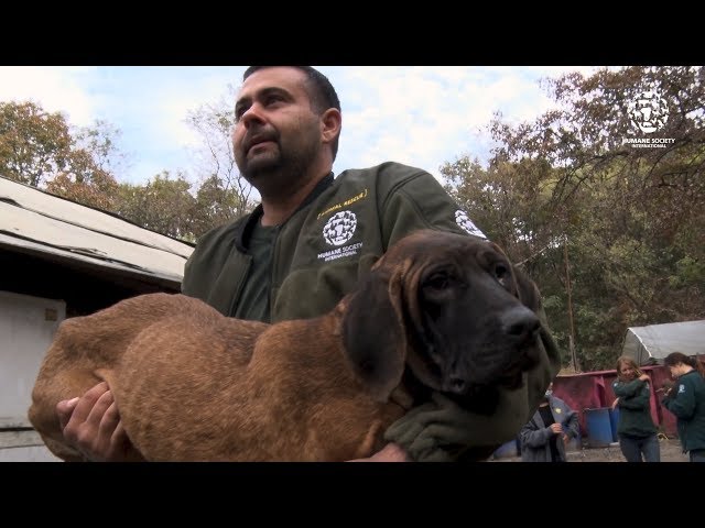 170+ dogs rescued from dog meat farm