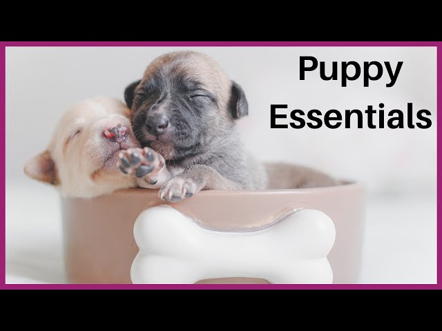 Puppy haul 2021: are you ready for your new puppy?