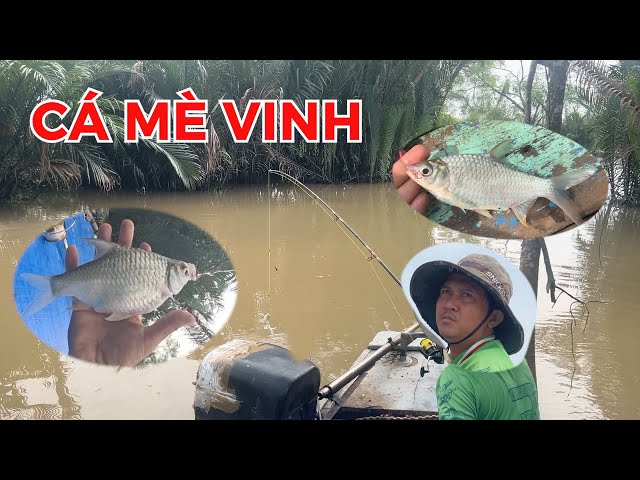 câu lăng xê cá mè vinh trong sông nhỏ