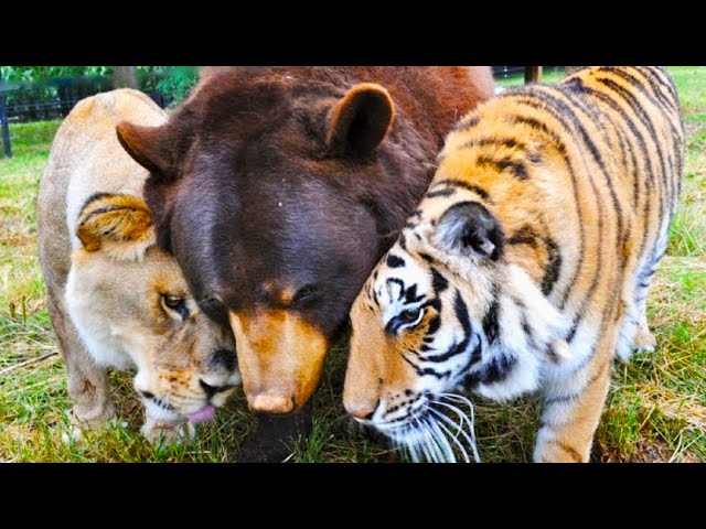 💗After 15 Years Of Friendship, This Tiger And Bear Just Said A Final Farewell To Their Lion Brother