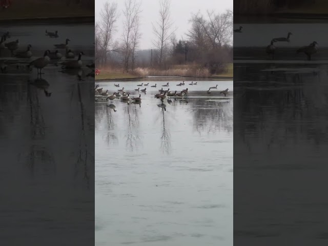 Michigan Geese in December: Swimming and Walking on a Frozen Pond