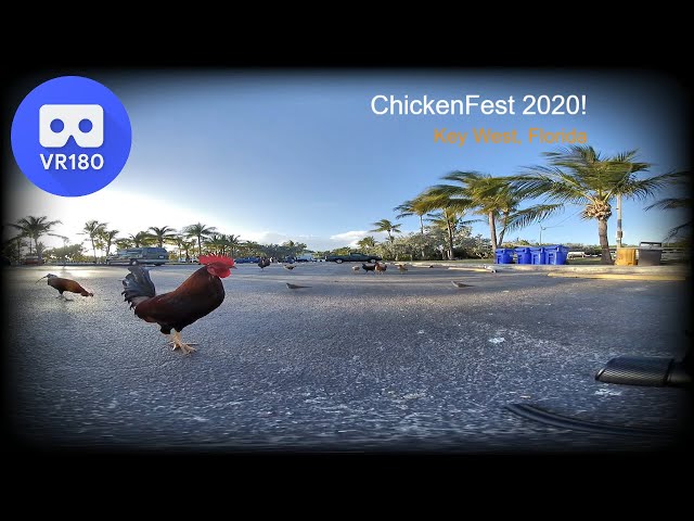 Key West Chickens - ChickenFest 2020