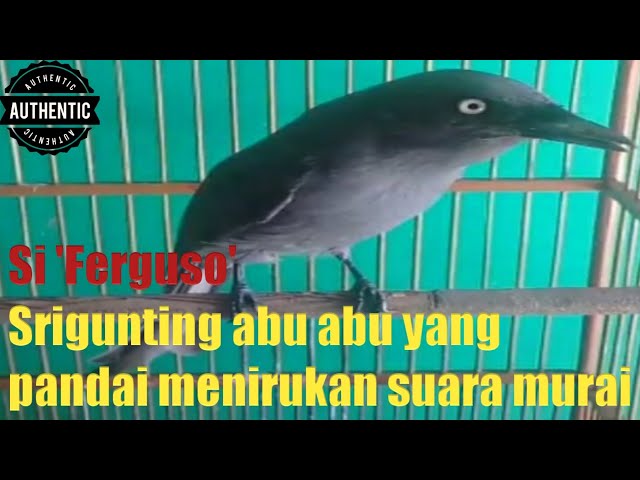 TEMBAKAN SUARA SRIGUNTING ABU ABU GACOR