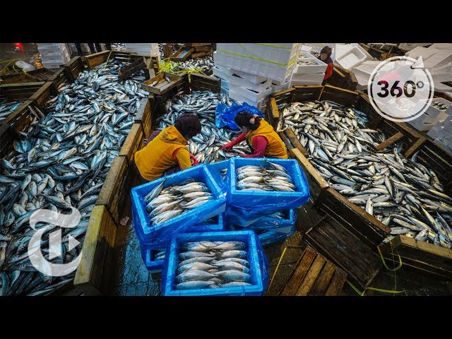 52 Places To Go: Busan Fish Market | The Daily 360 | The New York Times