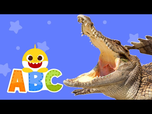 Learn ABCs with Baby Shark | Learn Animals | ABC Song | Baby Shark ABC for kids