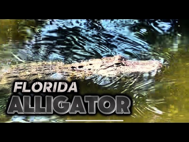 Encounter with a Florida Alligator