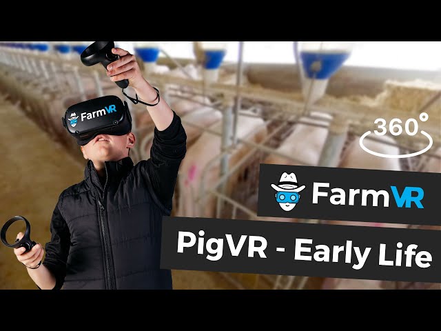 PigVR - Conception to Early Life - FarmVR Virtual Reality Farming Experiences