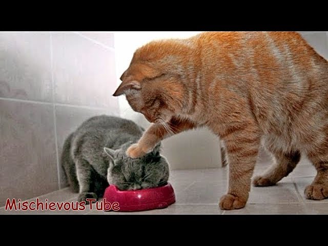 Funny Cat Videos - Cute Kittens Fails Compilation - Try Not to Laugh or Grin [part 9]