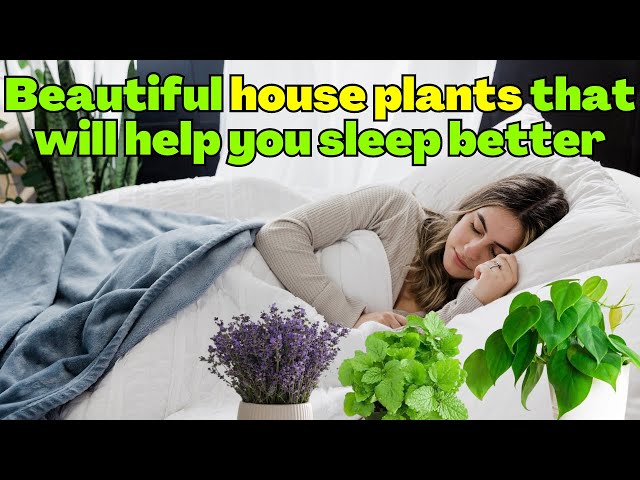 Beautiful house plants that will help you sleep better