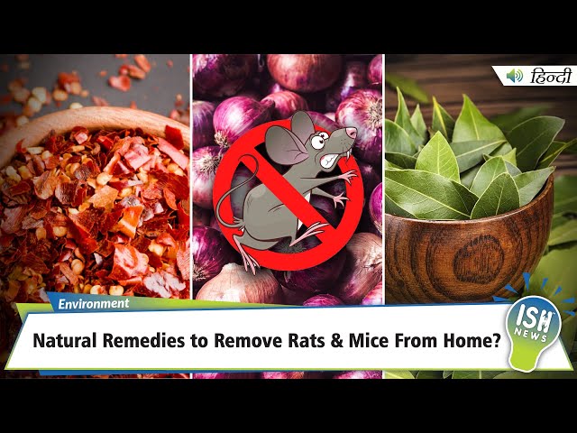 Natural Remedies to Remove Rats & Mice From Home? | ISH News