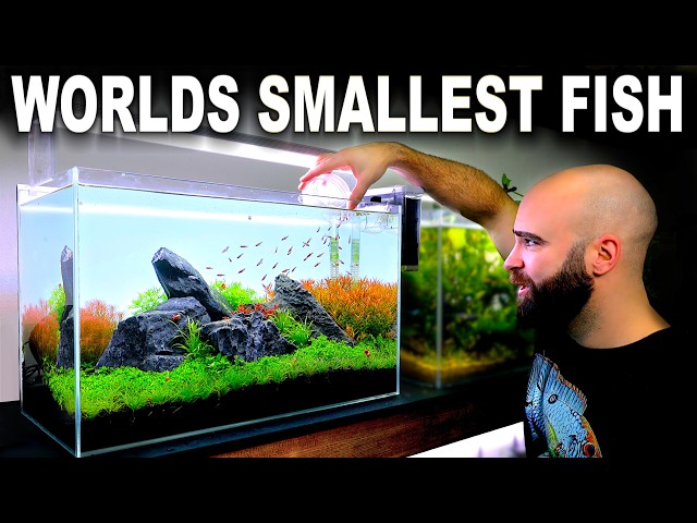 FULL AQUARIUM BUILD for Worlds Smallest Fish!